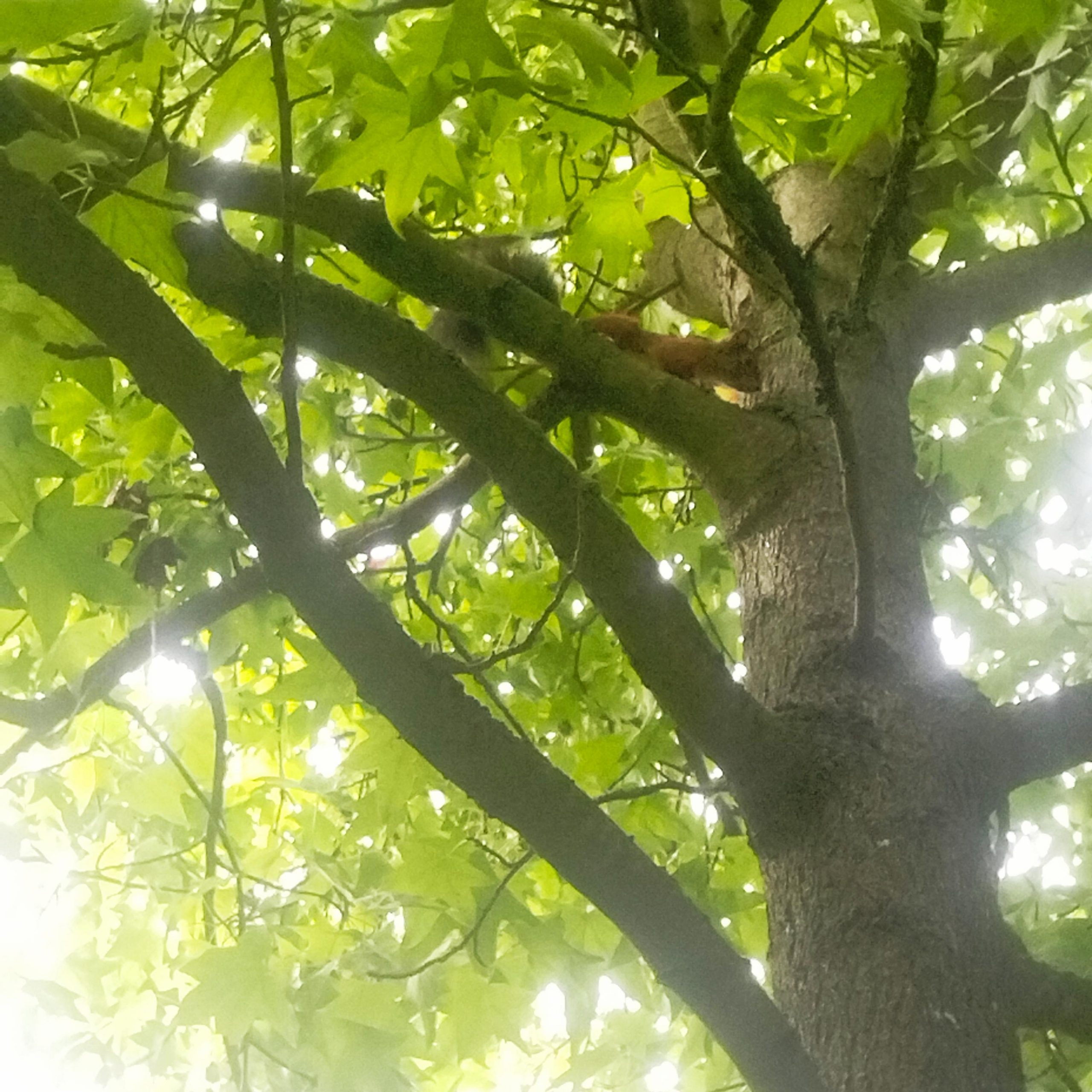 eichhörnchen